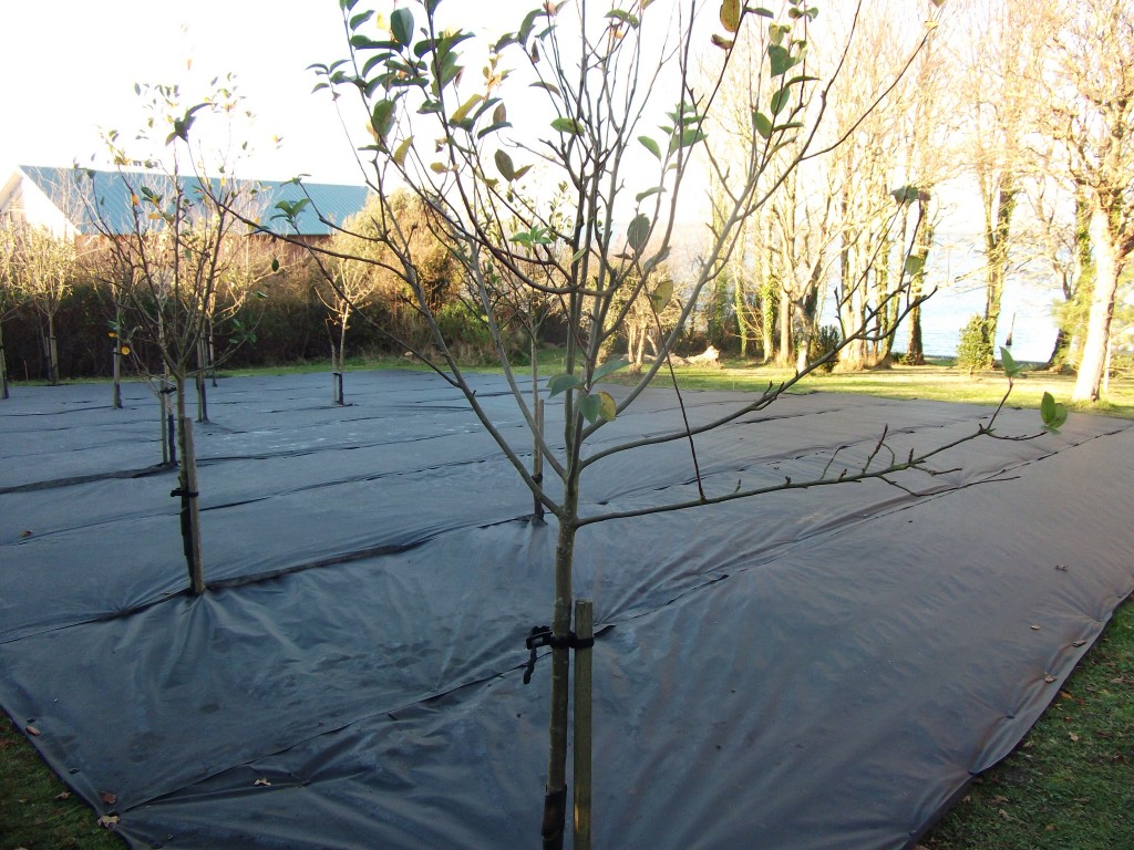 C.A.R. Gardens Design, Landscape & Maintain On The Isle Of Wight